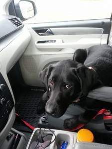 Lulu In car                 